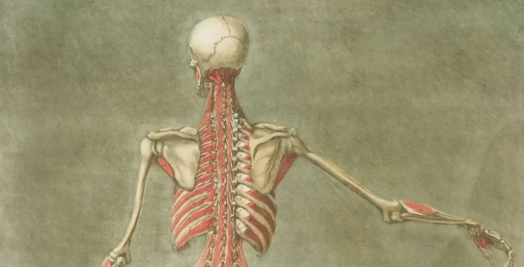 Formación de anatomía aplicada